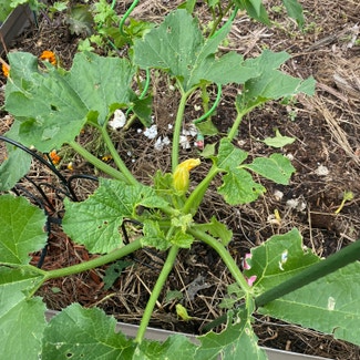 Summer Squash plant in Somewhere on Earth