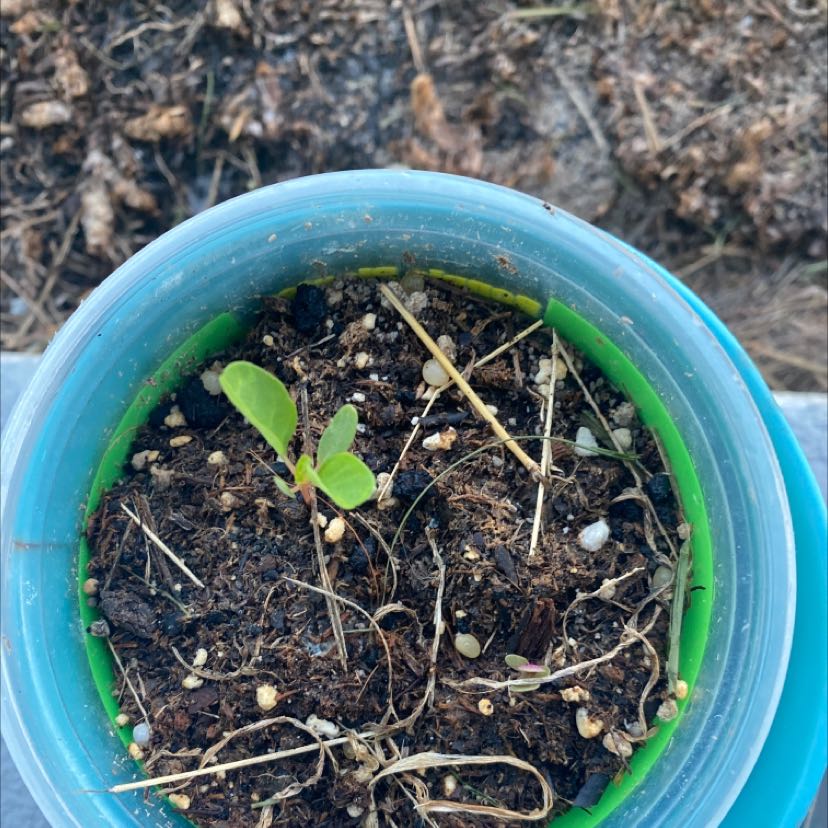 Young German Chamomile plant in a small pot with visible soil.
