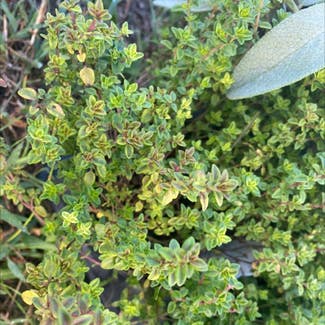 Common Thyme plant in Somewhere on Earth