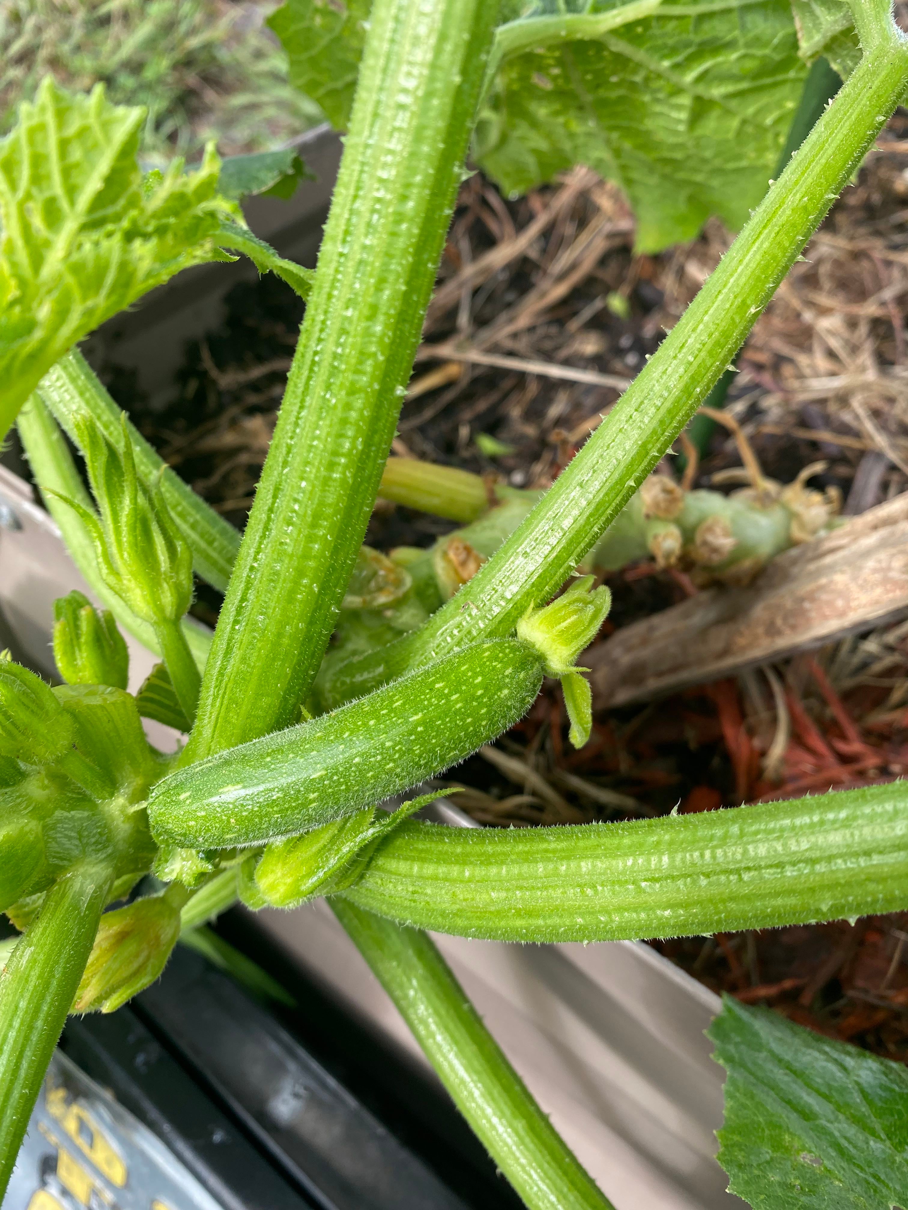 Black Spots on My Summer Squash Leaves