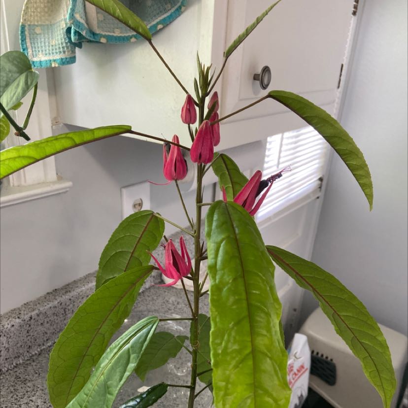 Photo of the plant species Many Flowers by @PotentDuwei named Your plant on Greg, the plant care app