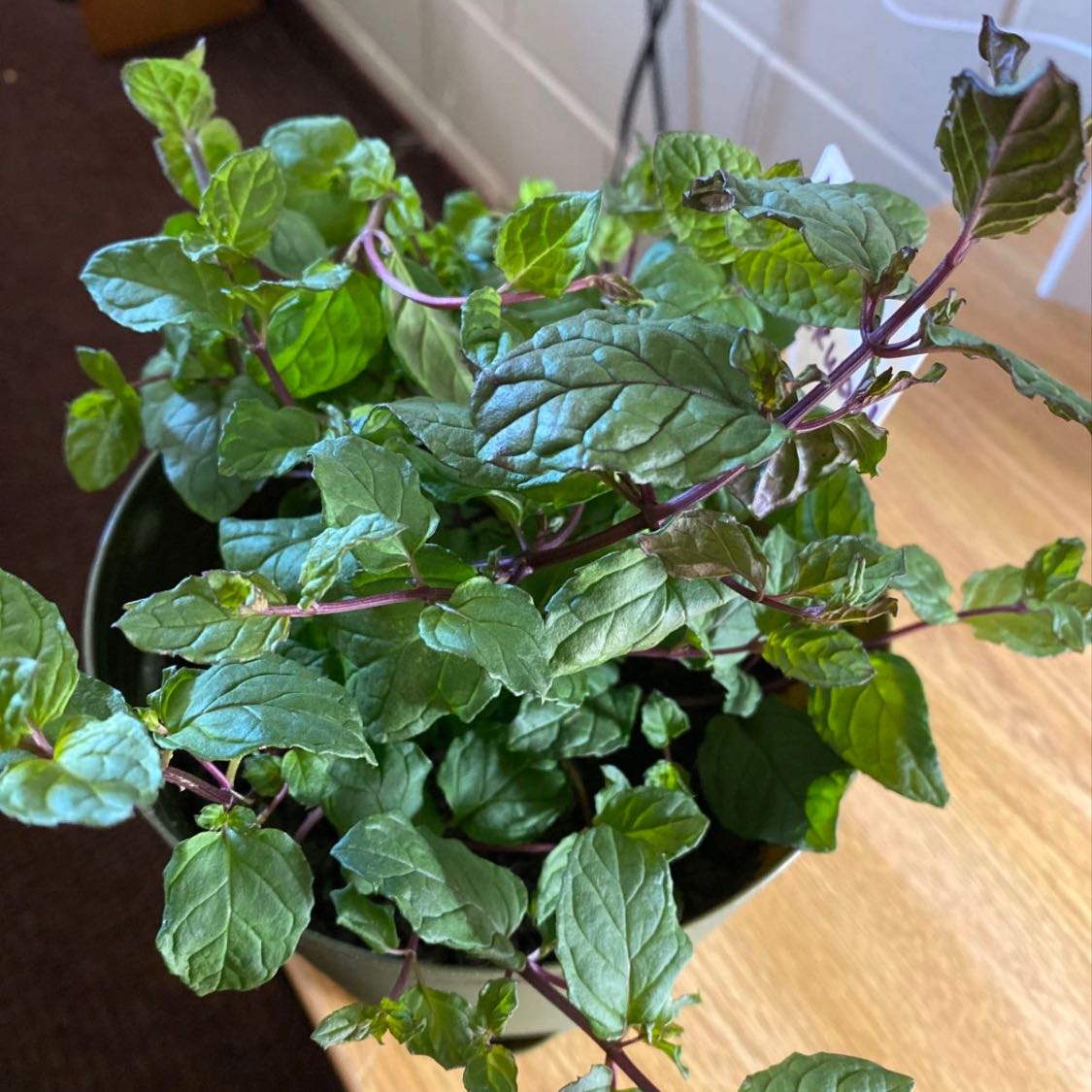 Healthy Watermint plant with vibrant green leaves in a pot.