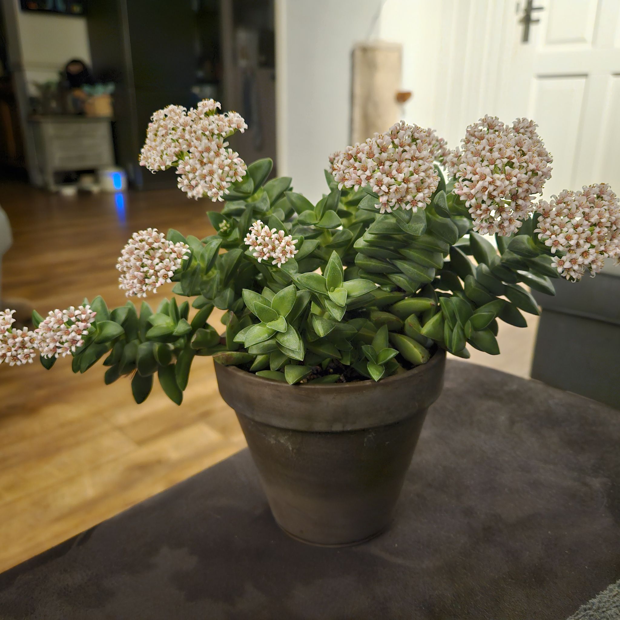 Succulent Crassula Springtime