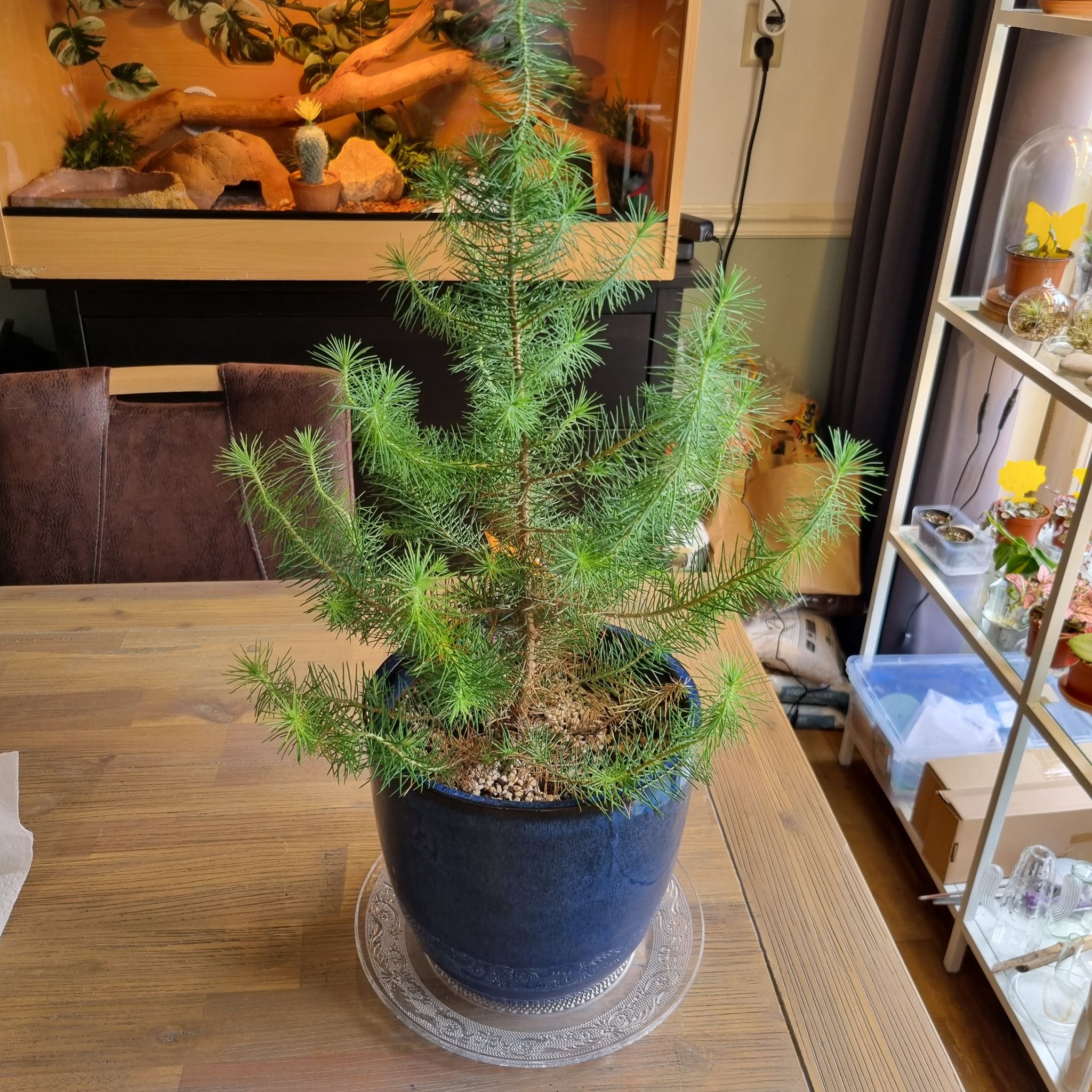 Potted Stone Pine plant indoors on a table, appearing healthy with vibrant green needles.