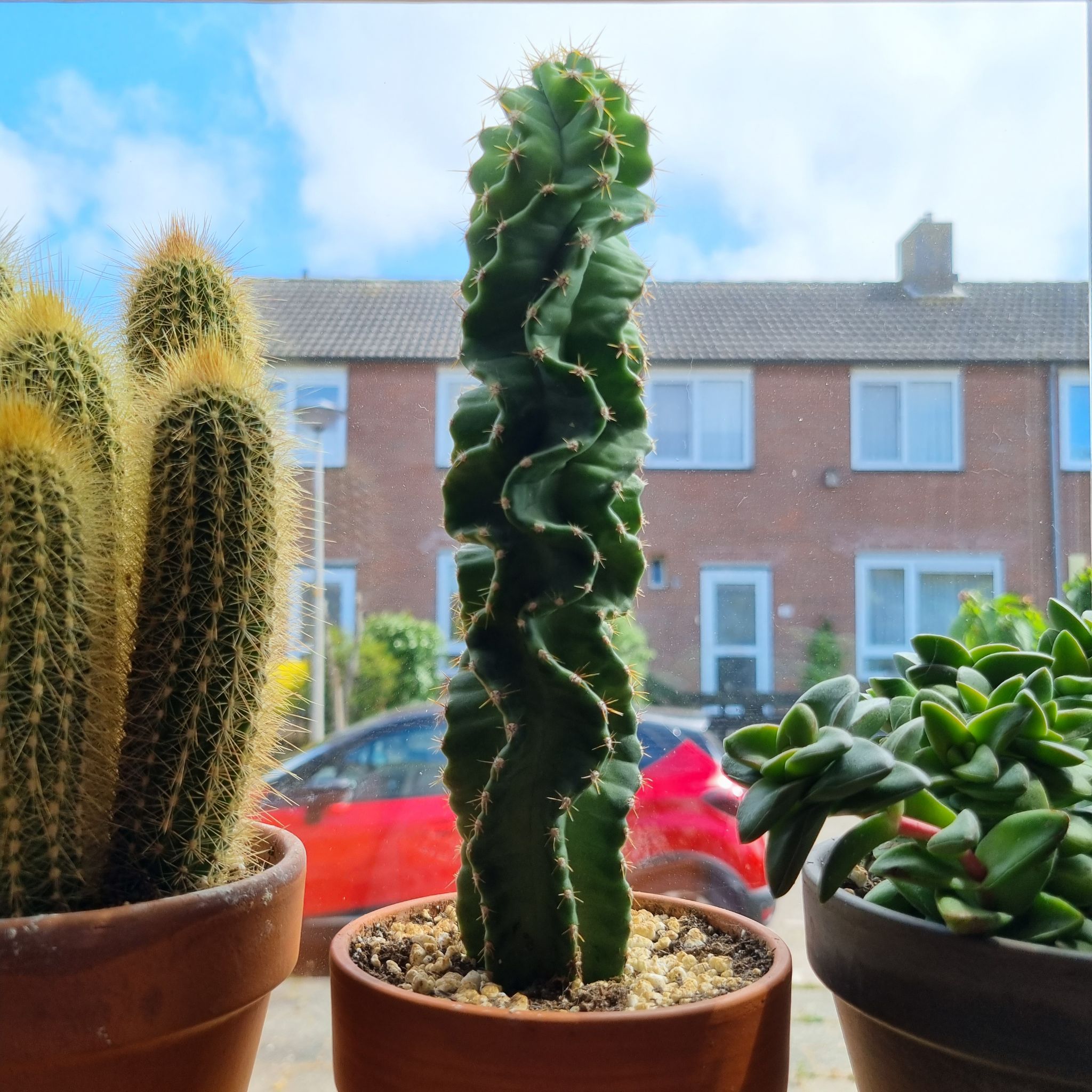 Spiral Cactus in a pot on a windowsill, with other plants nearby.