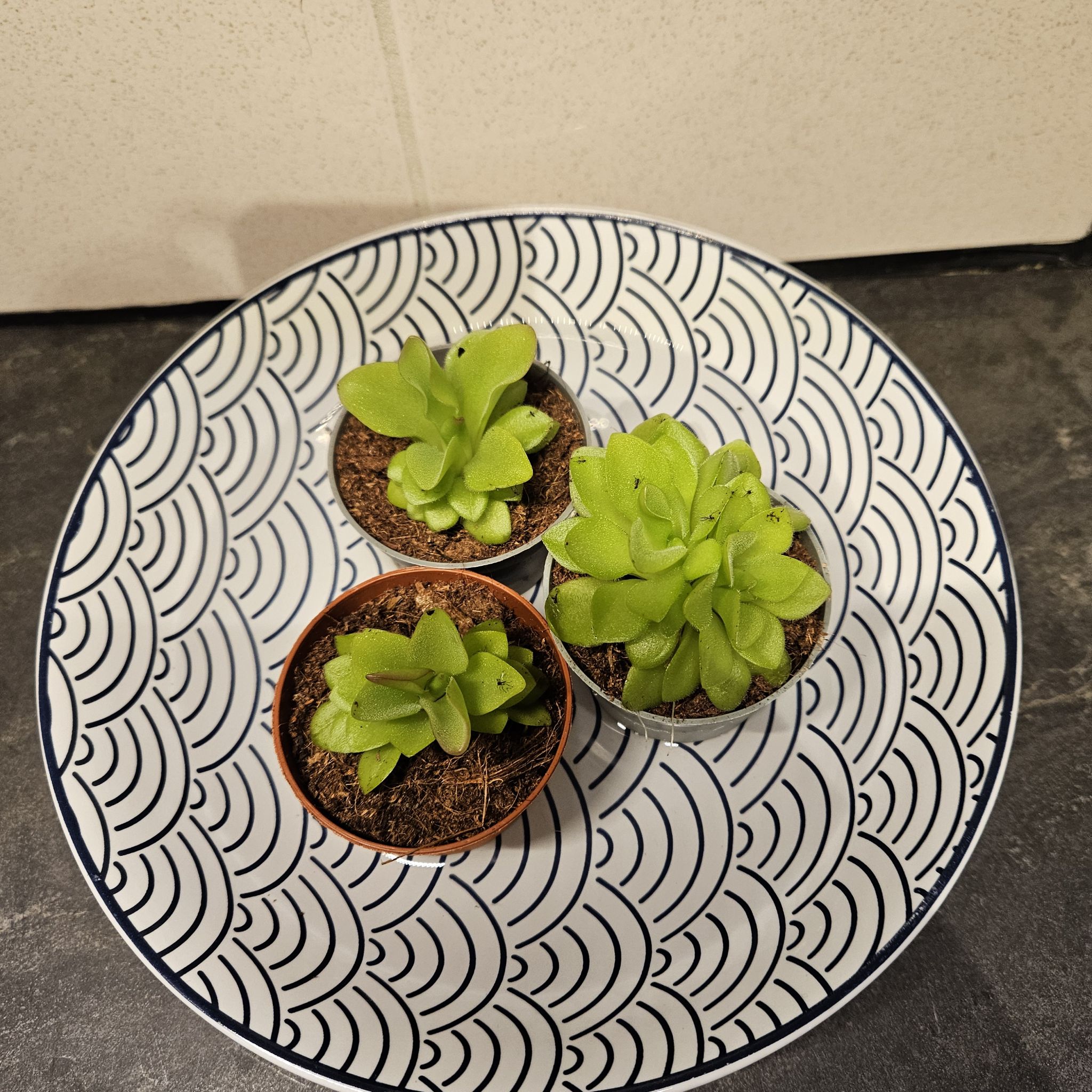 Pinguicula Weser