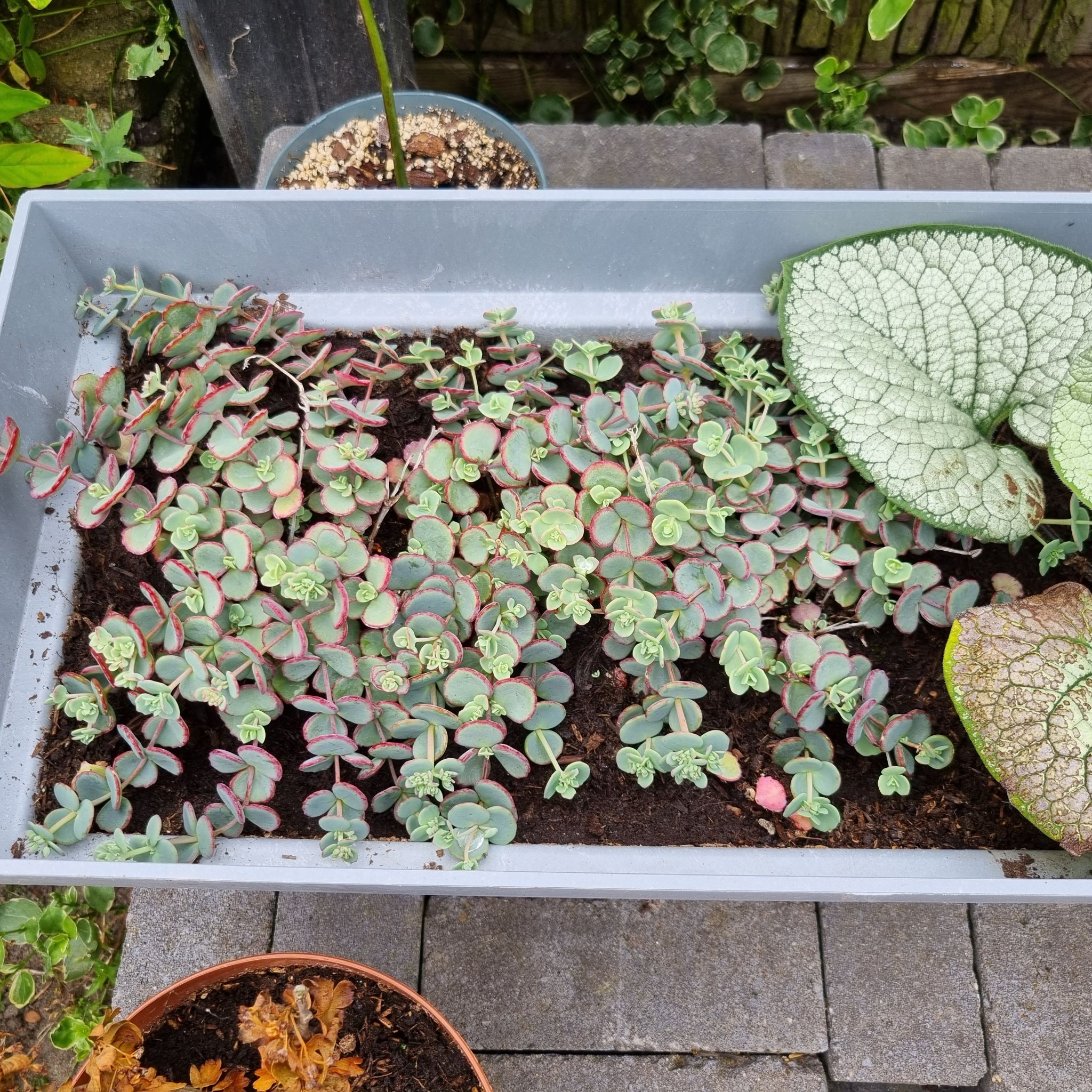 Tray of October Daphne plants with healthy green and pink-tinged leaves.