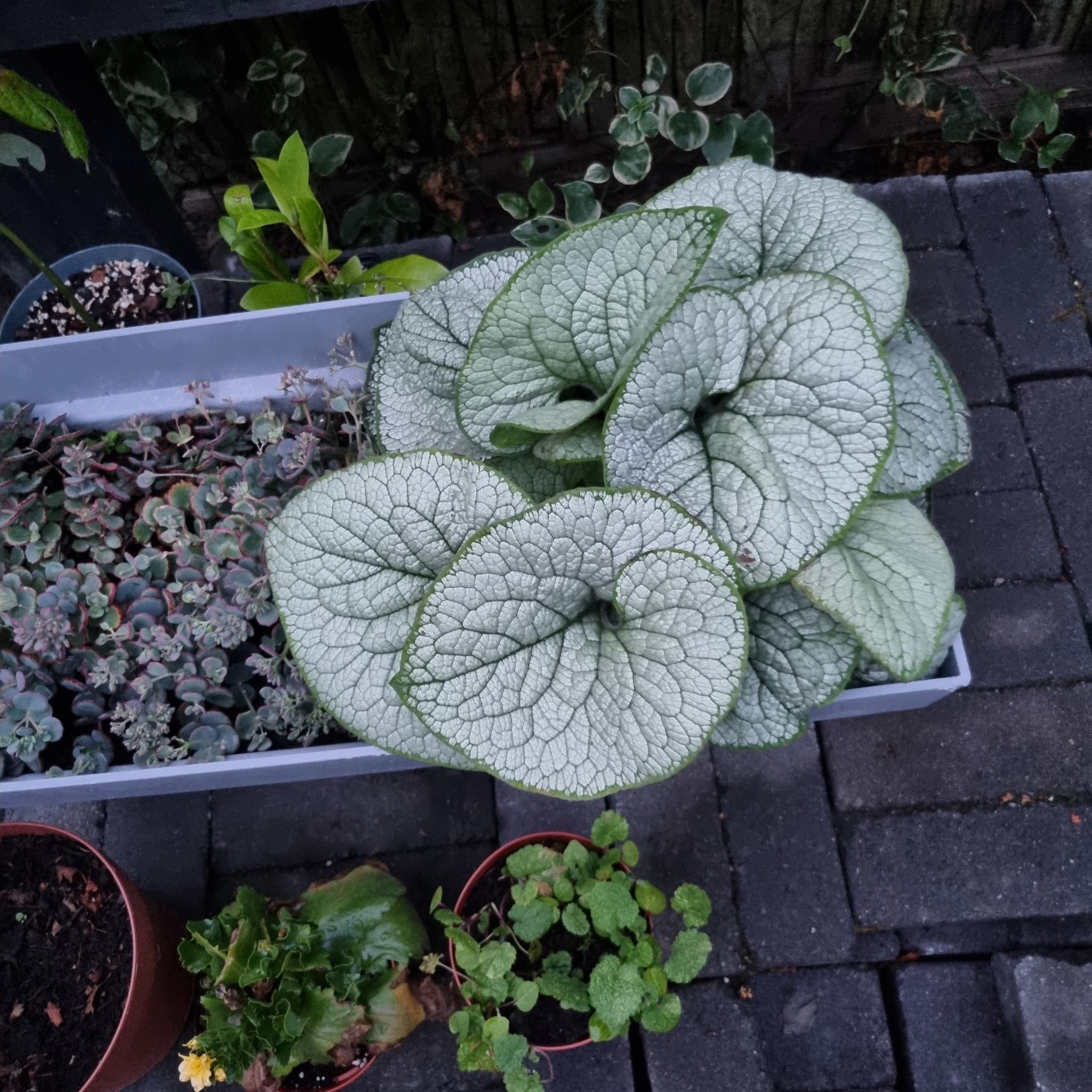 false Forget-Me-Not plant with large, textured leaves in a garden setting.