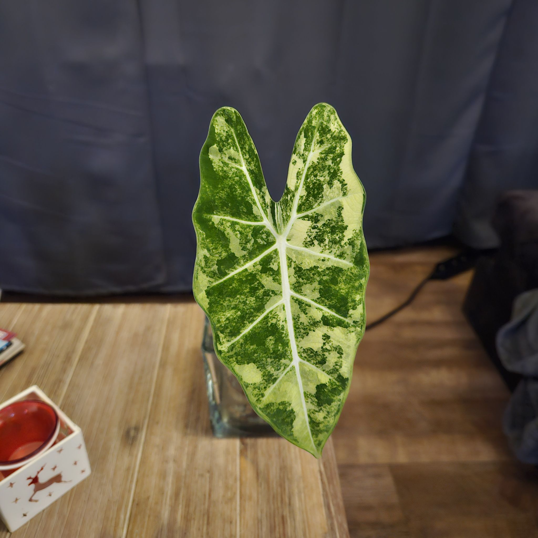 Single leaf of a Variegated Alocasia frydek with prominent variegation pattern.