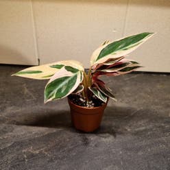 Triostar Stromanthe plant