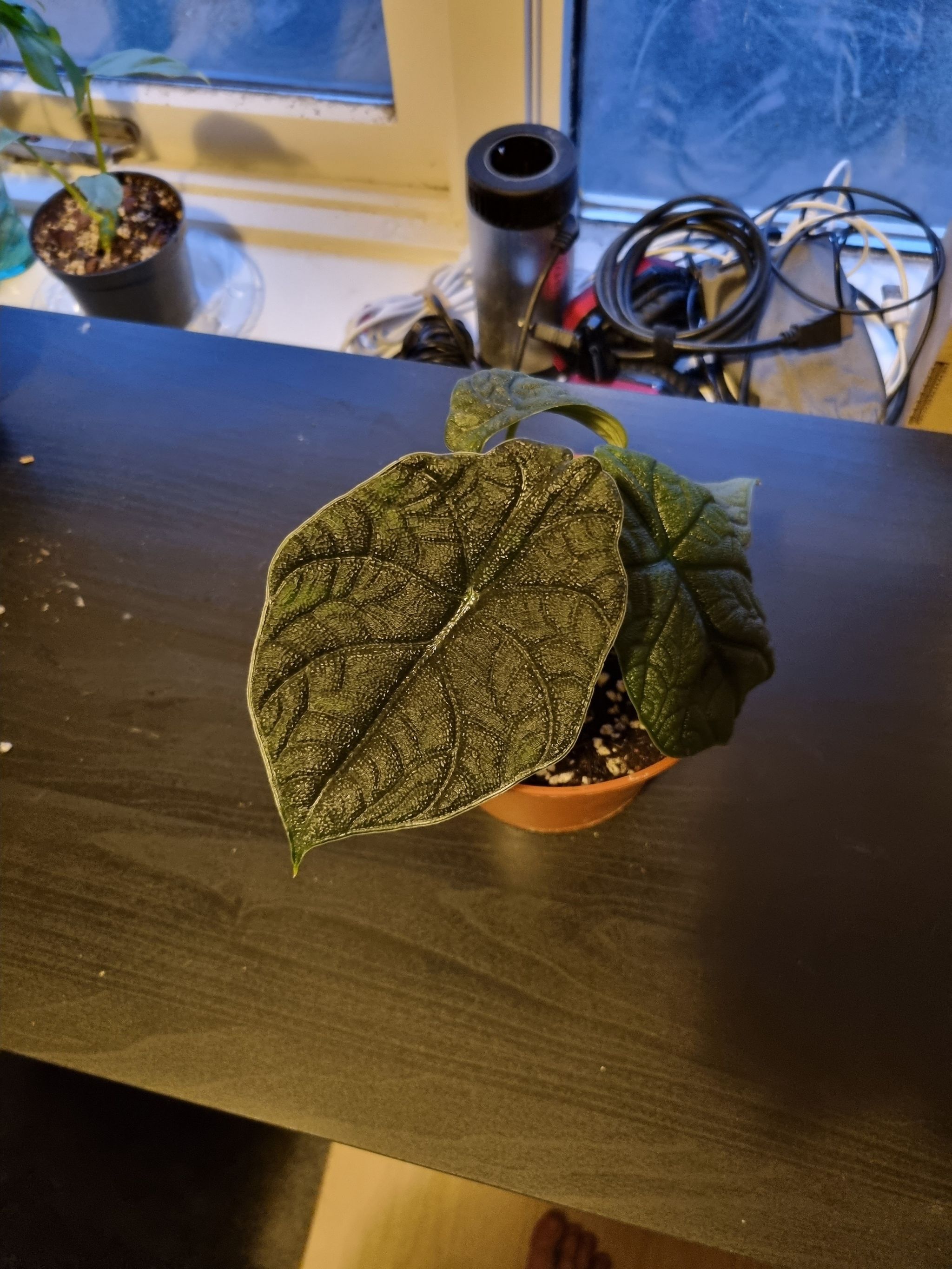 Alocasia 'Rugosa' plant in a pot with large, textured leaves and visible soil.