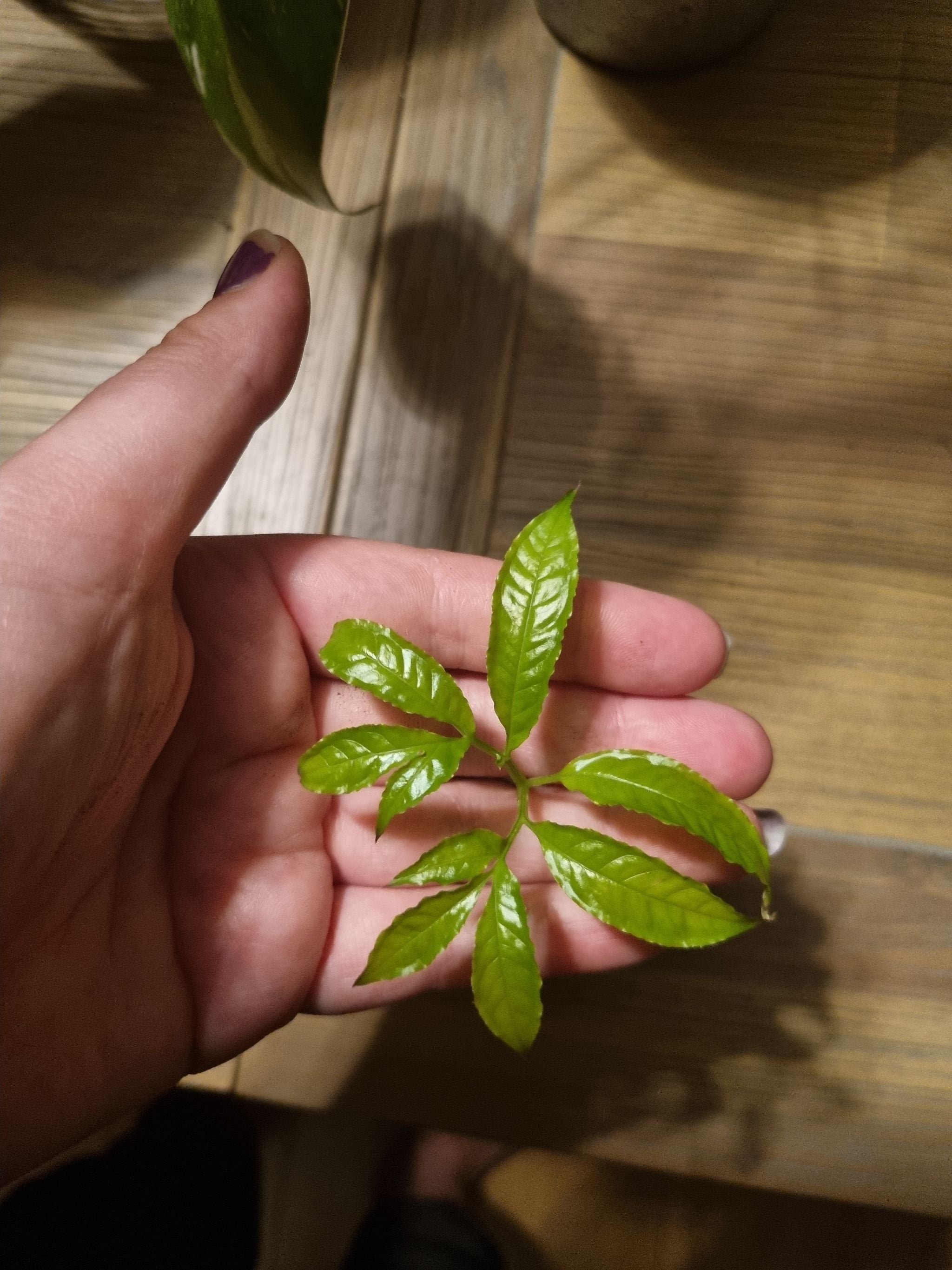 Maxwell's Corpse Flower How Much Water & Light Does it Need to Thrive?