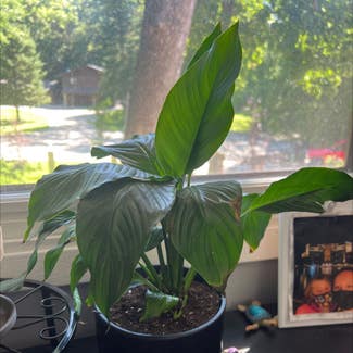 Peace Lily plant in Elkhorn, Wisconsin