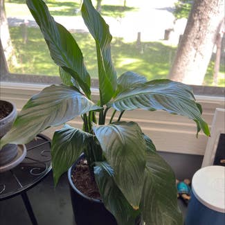 Peace Lily plant in Elkhorn, Wisconsin