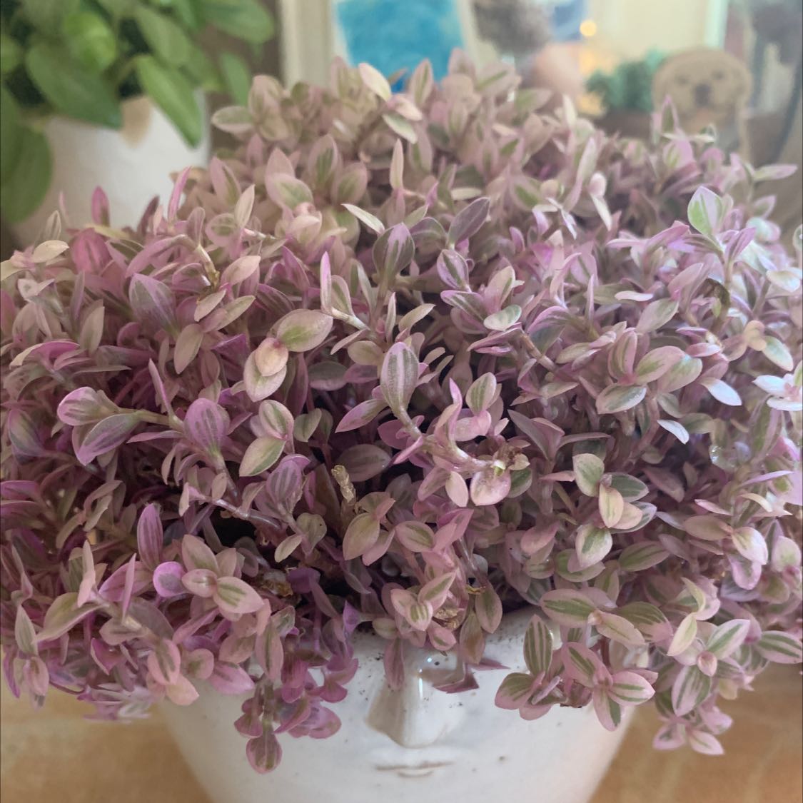 Photo of the plant species Creeping Inch Plant by @AnewHeather named Persephone on Greg, the plant care app