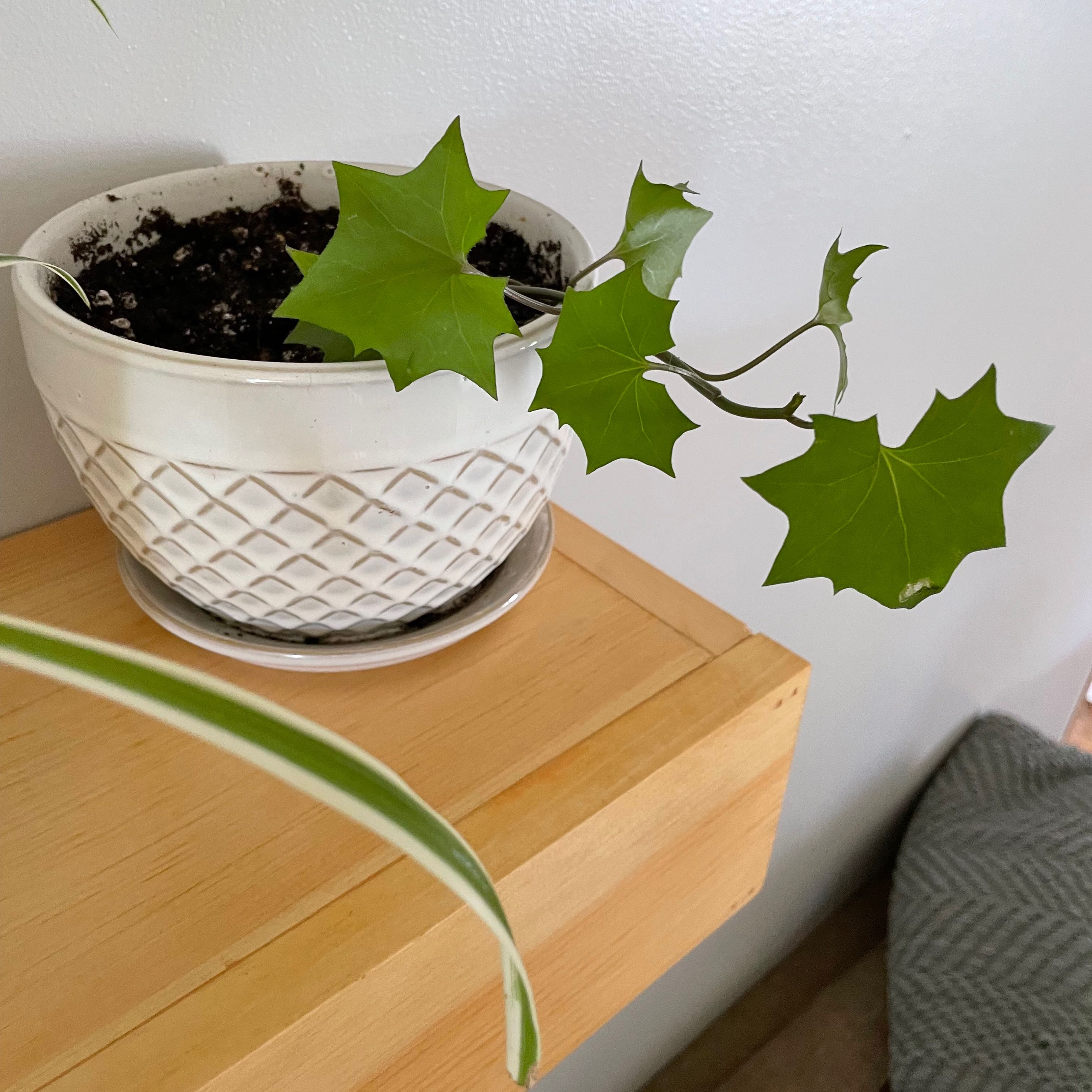Potted Cape Ivy plant with green, lobed leaves on a wooden shelf.