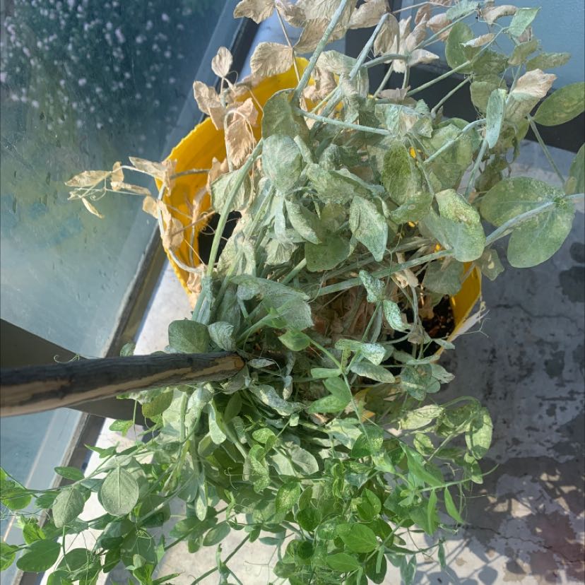 Photo of the plant species Arabian Pea by @DollWasabi named Green peas on Greg, the plant care app