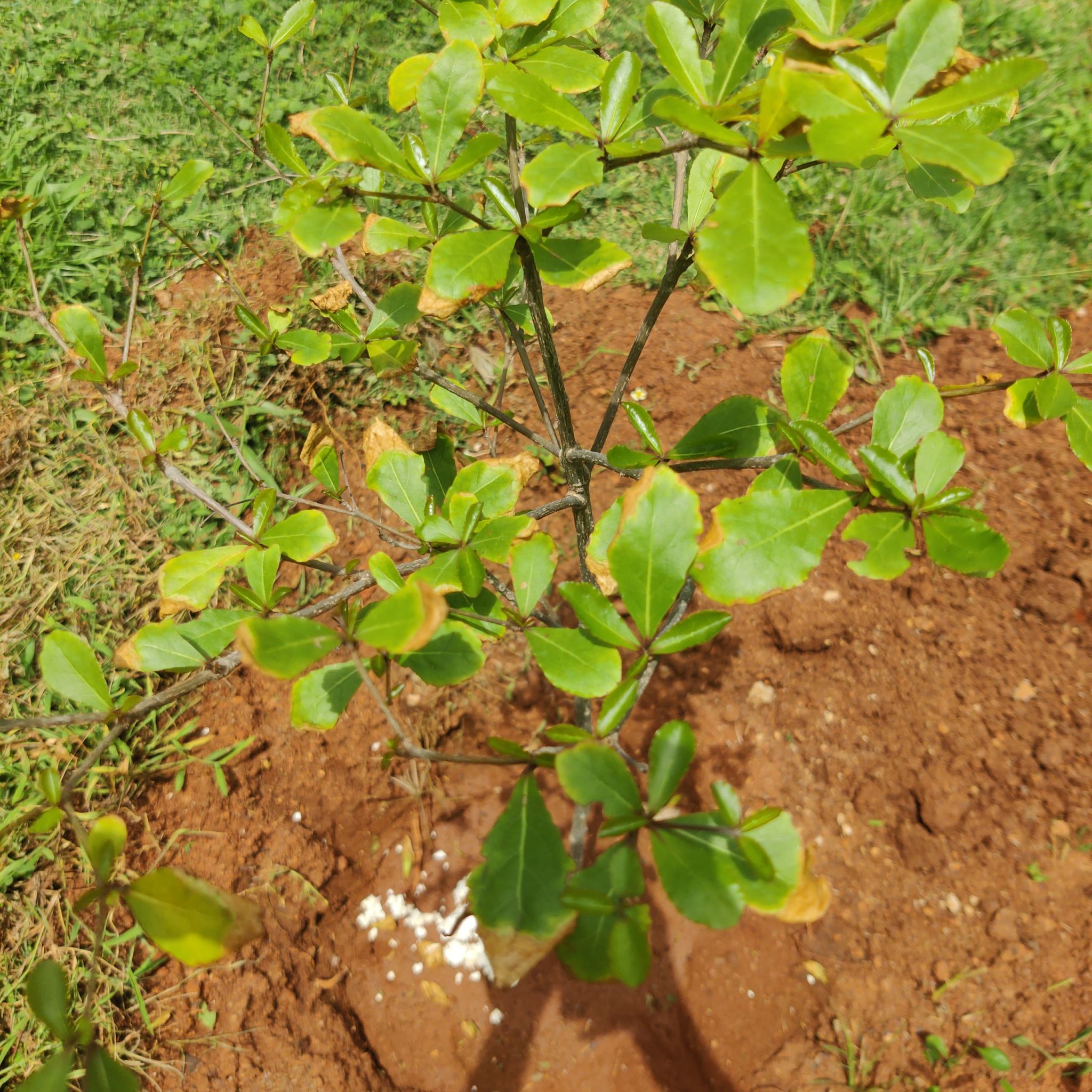 Photo of the plant species Madagascar Almond by @YesLipandra named Peter Parker on Greg, the plant care app