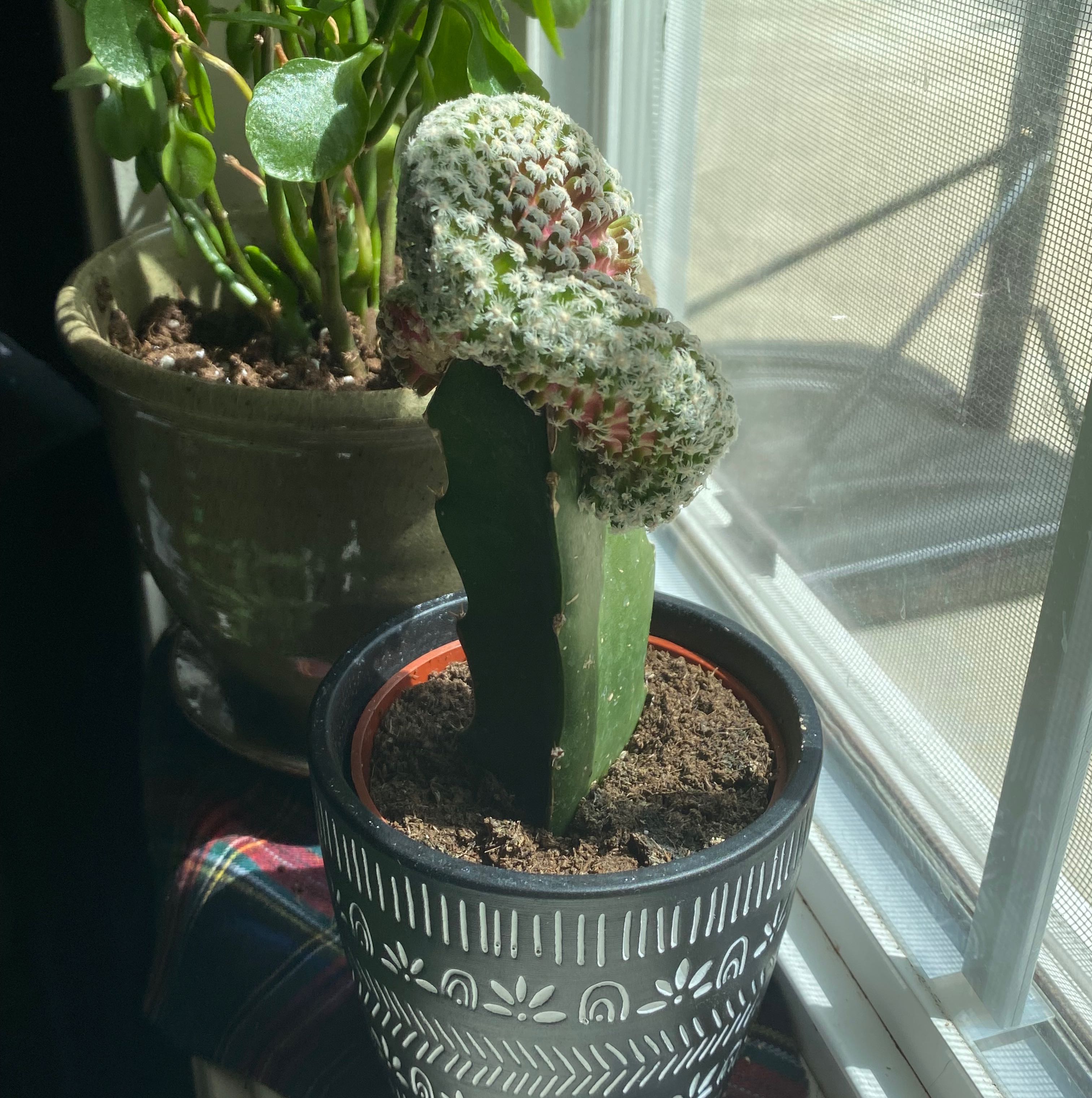 Mammillaria Formosa plant in a decorative pot near a window with another plant in the background.