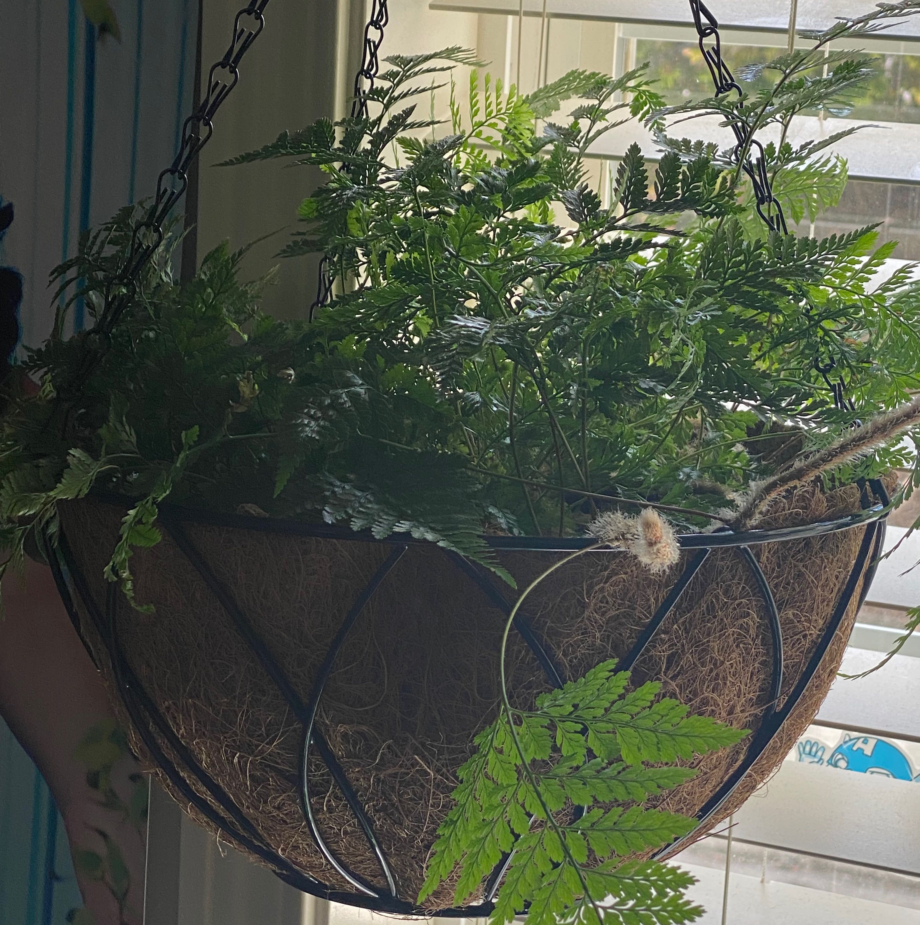 Photo of the plant species Squirrel's Foot Fern by @bzzbzz named Kathleen Hanna on Greg, the plant care app