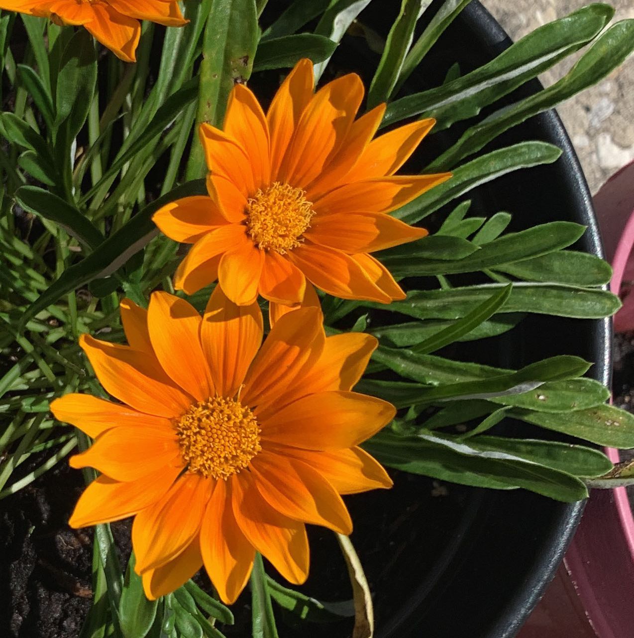 Healthy Treasureflower plant with bright orange flowers and green leaves.