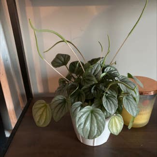Silver Frost Peperomia plant in Saint Francis, Minnesota
