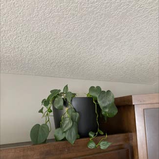 Heartleaf Philodendron plant in Saint Francis, Minnesota