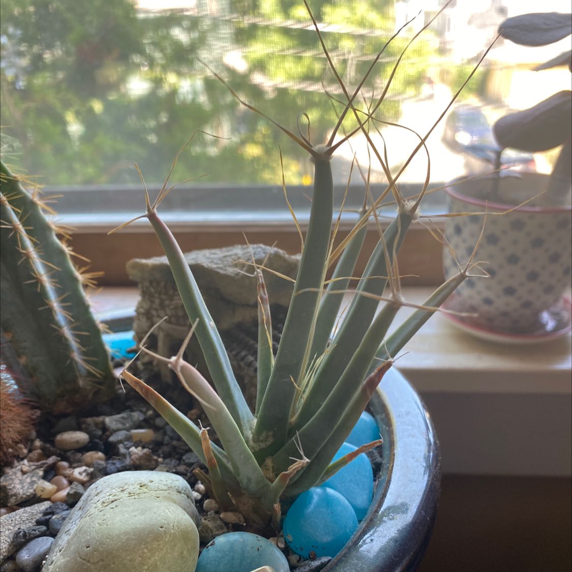 Photo of the plant species Agave Cactus by @ghostsafe named Spike home on Greg, the plant care app