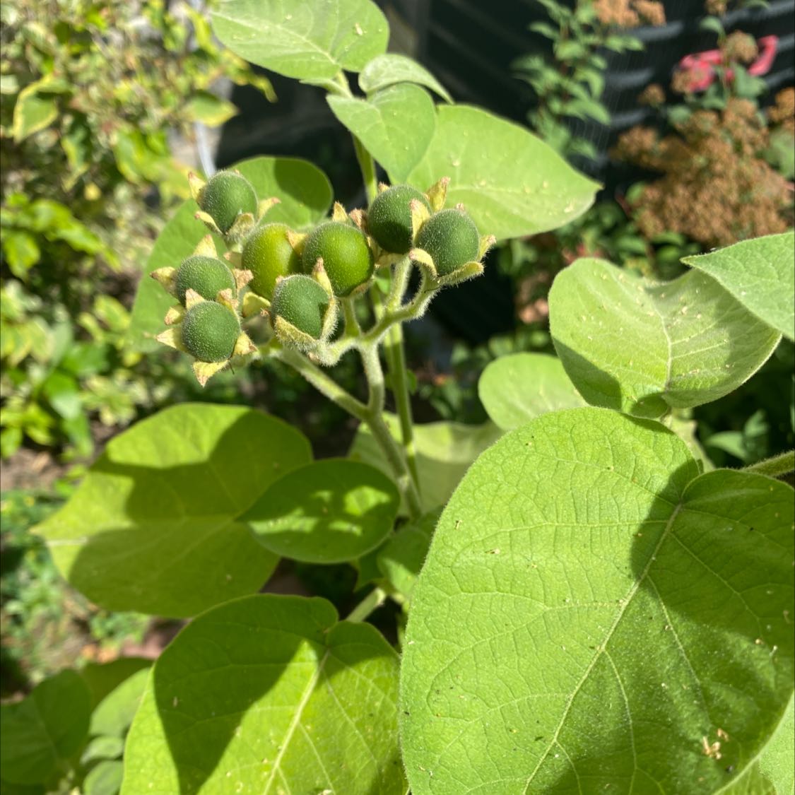 Tamarillo uploaded to the Greg plant app by @ghostsafe