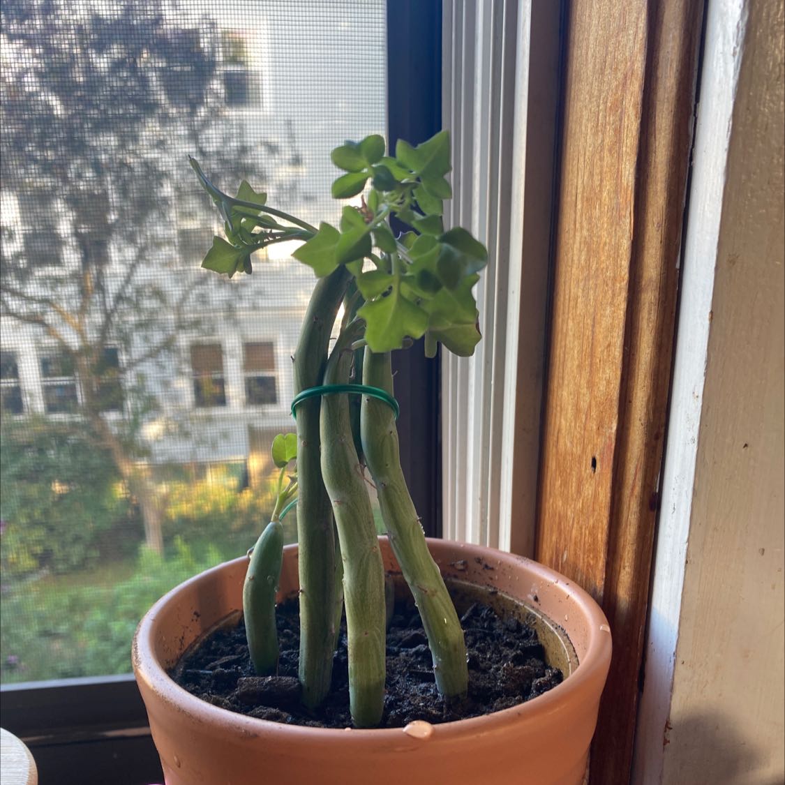 Candle Plant in a pot near a window with green stems and leaves.