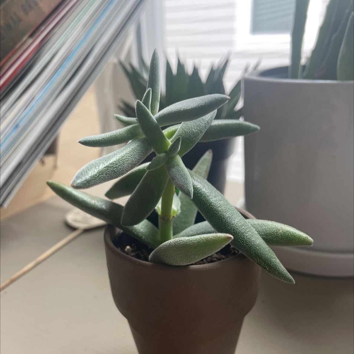 Photo of the plant species Sickle Plant by @Catemagnolia named Declan on Greg, the plant care app