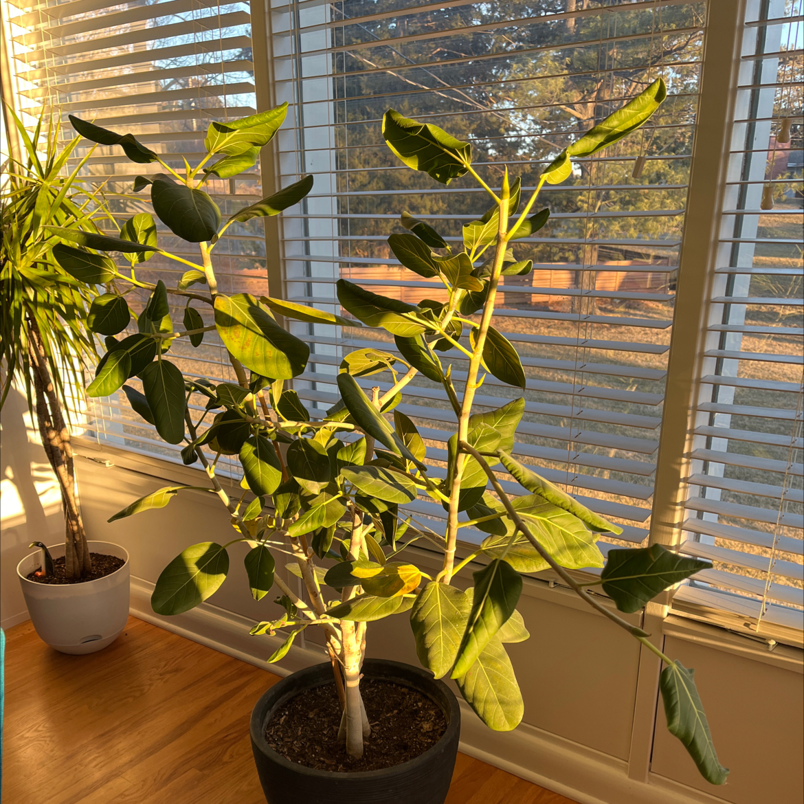 Photo of the plant species Audrey Ficus by @bradleyjo named Audrey Griswold on Greg, the plant care app
