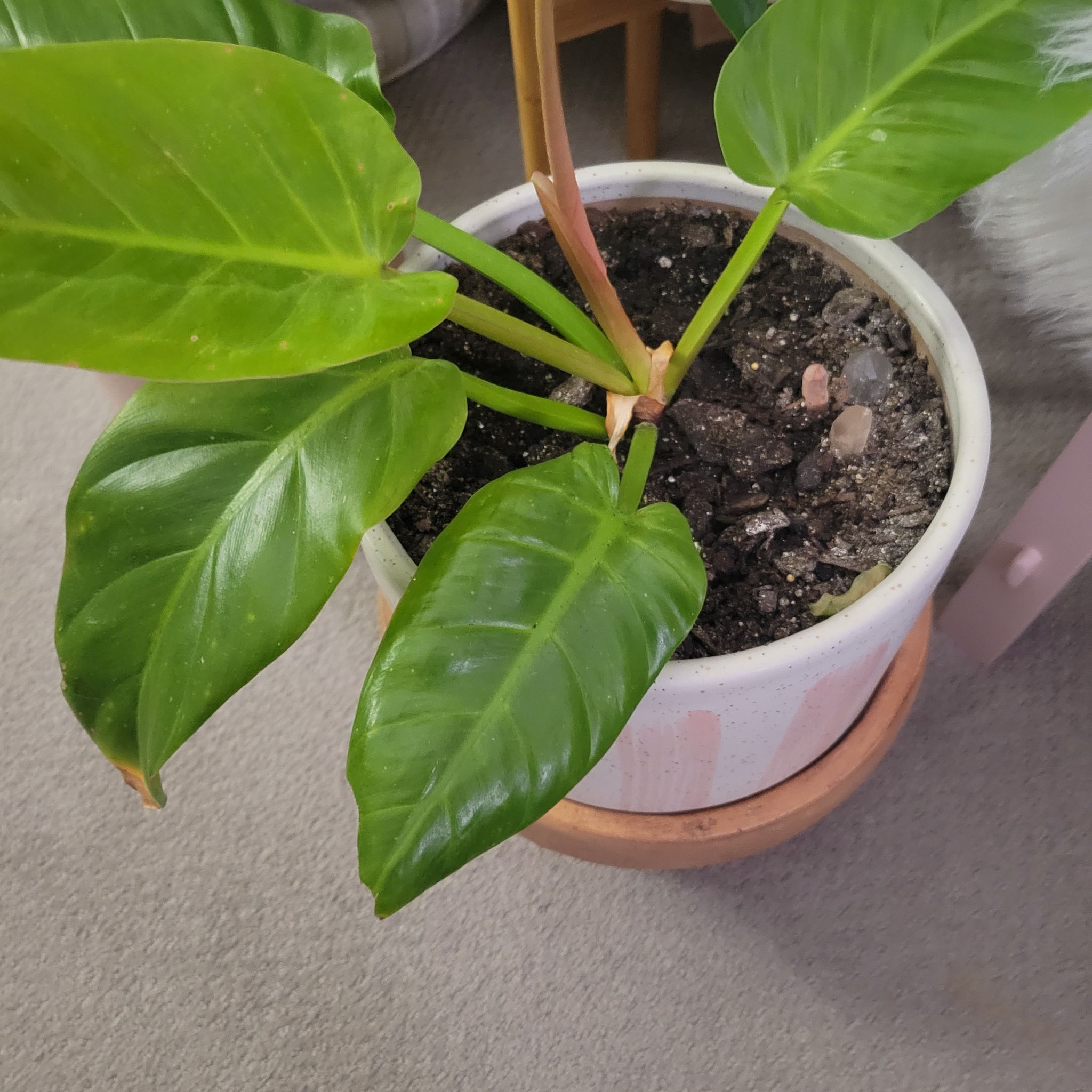 Philodendron Golden Melinonii plant in a pot with healthy green leaves and visible soil.