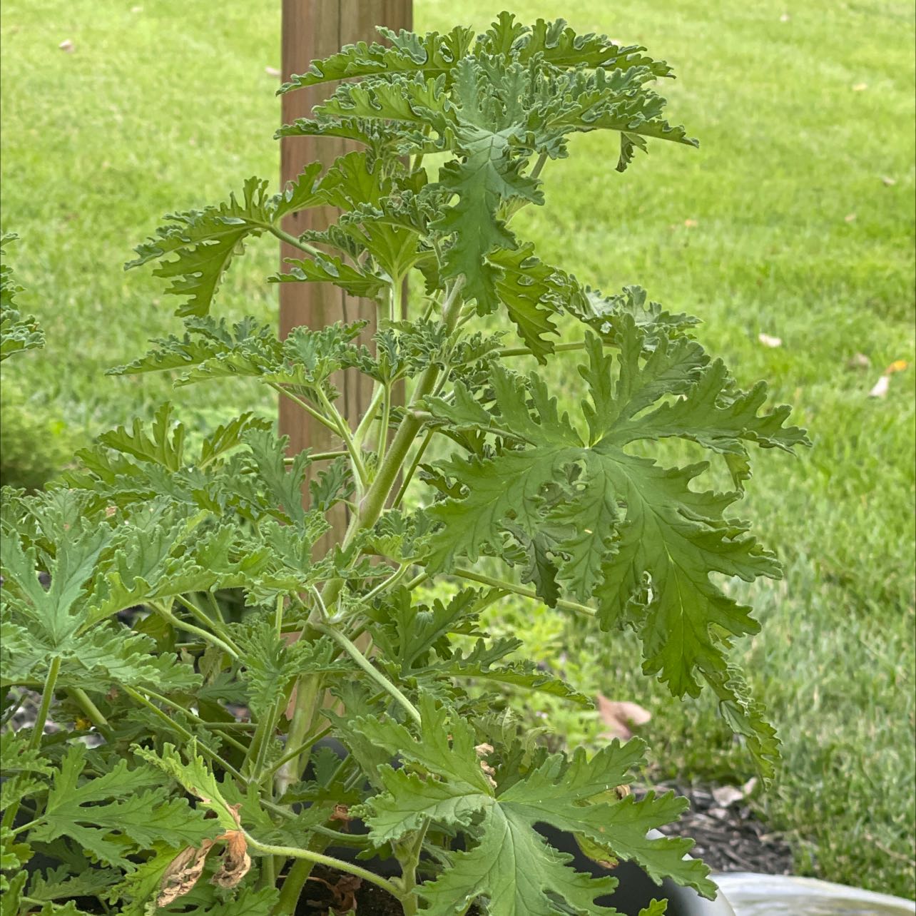 Hooded-Leaf Pelargonium plant with green leaves and minor browning.