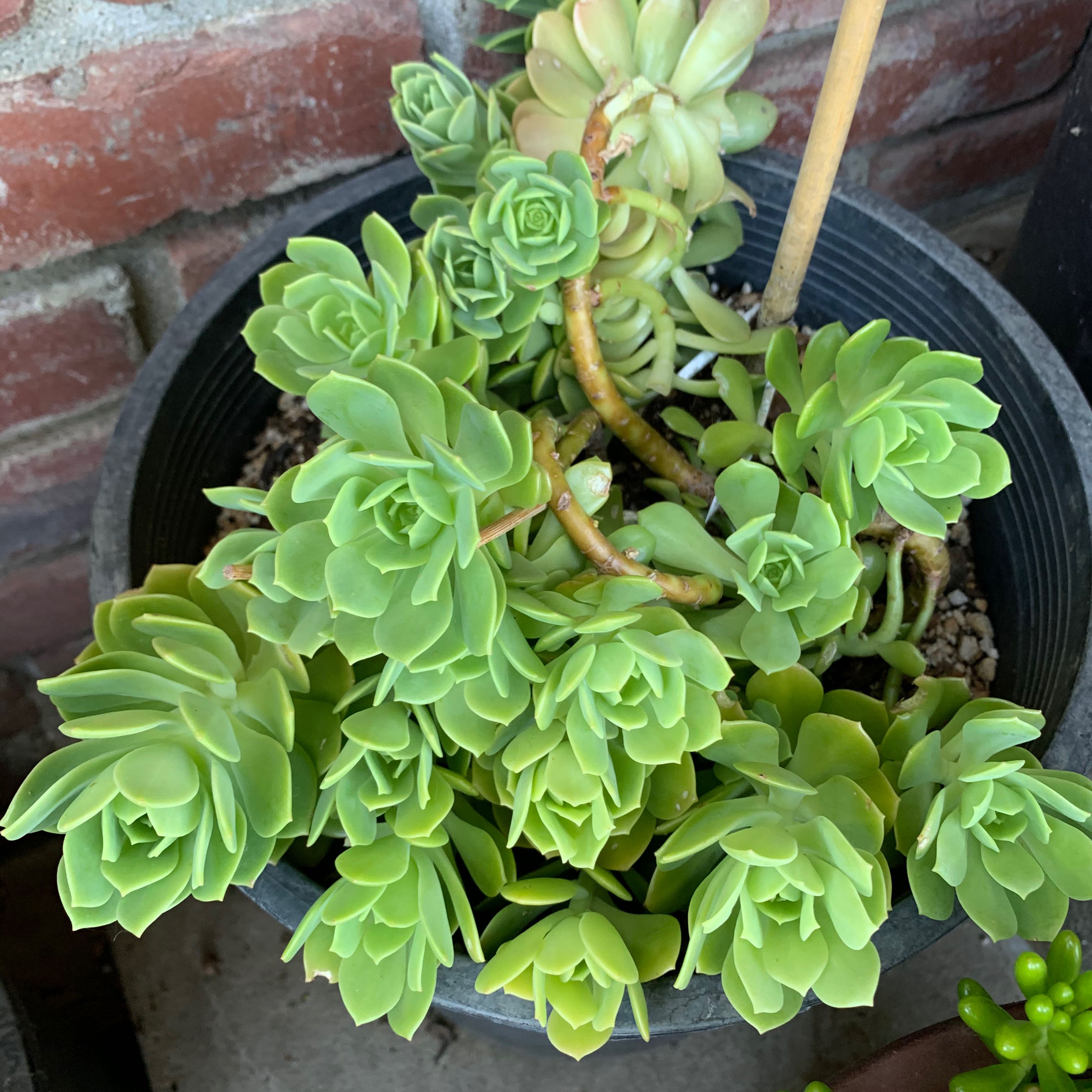 Photo of the plant species Palmer's Sedum by @OnePlantForMe named Palm on Greg, the plant care app
