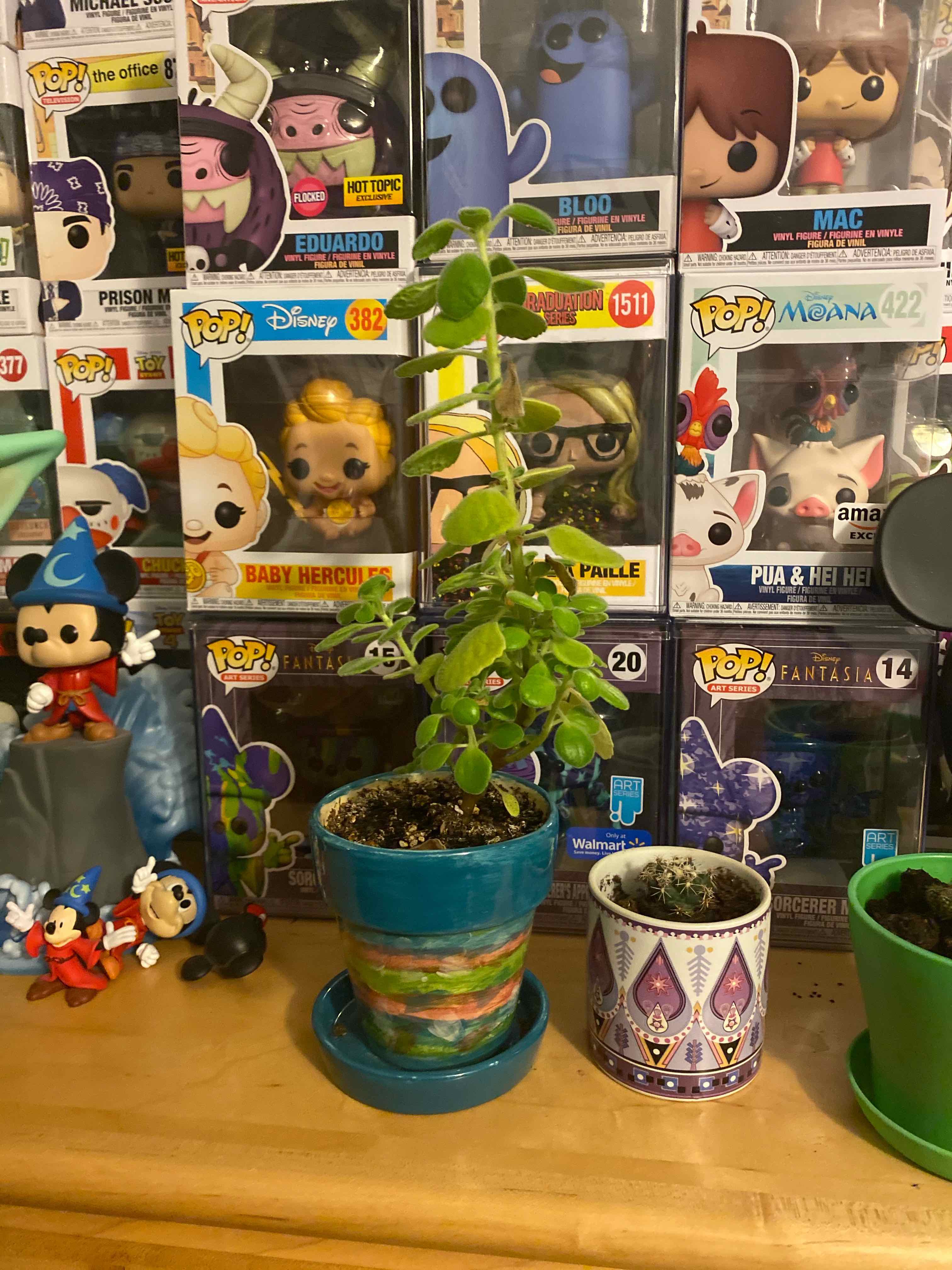 Plectranthus Neochilus plant in a pot with green leaves, surrounded by figurines and collectibles.