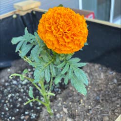 African Marigold plant