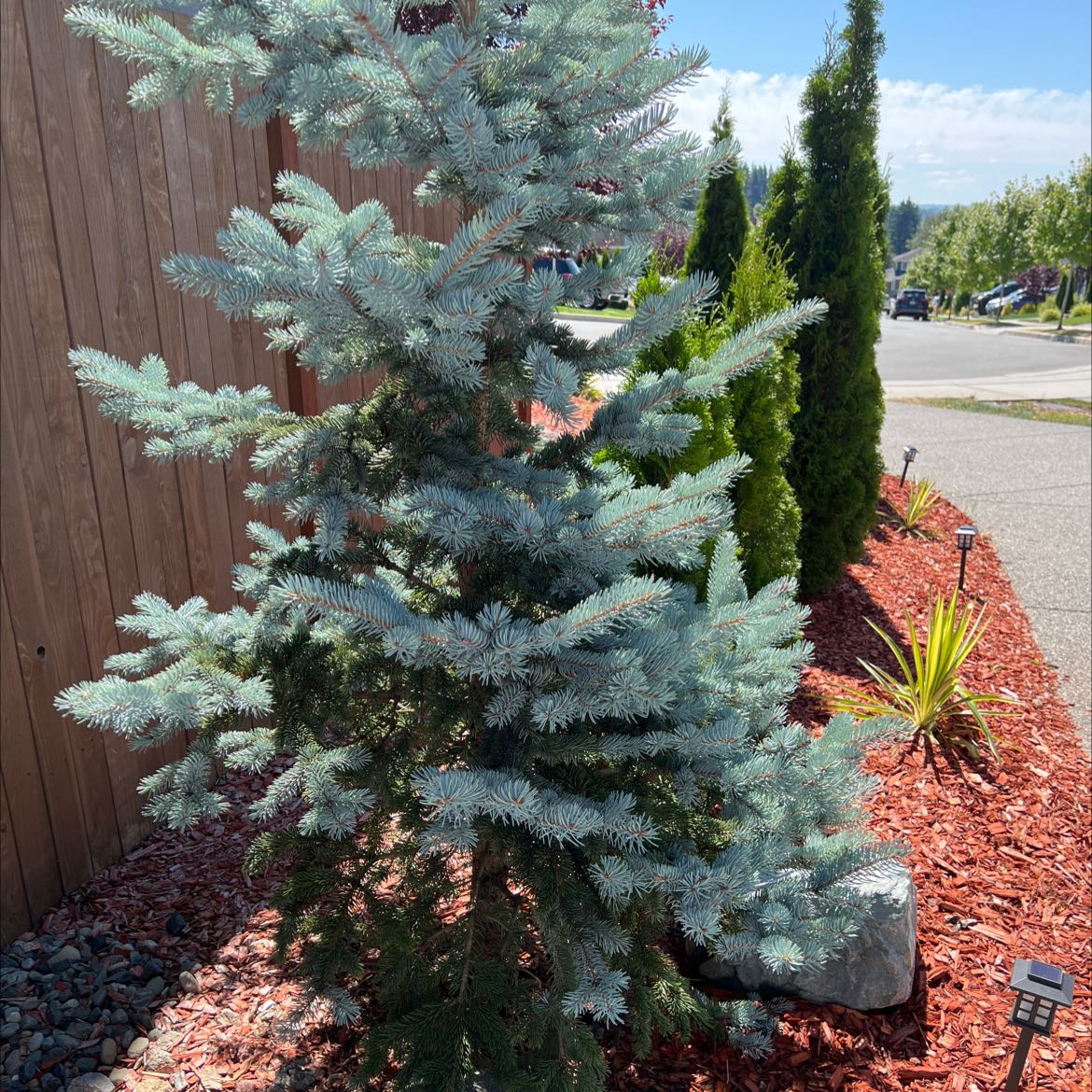 Healthy Blue Spruce tree in a landscaped area with mulch and other plants.