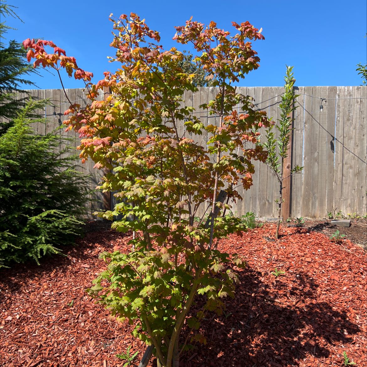 Photo of the plant species Downy japanese maple by @EloquentDodder named Trey on Greg, the plant care app