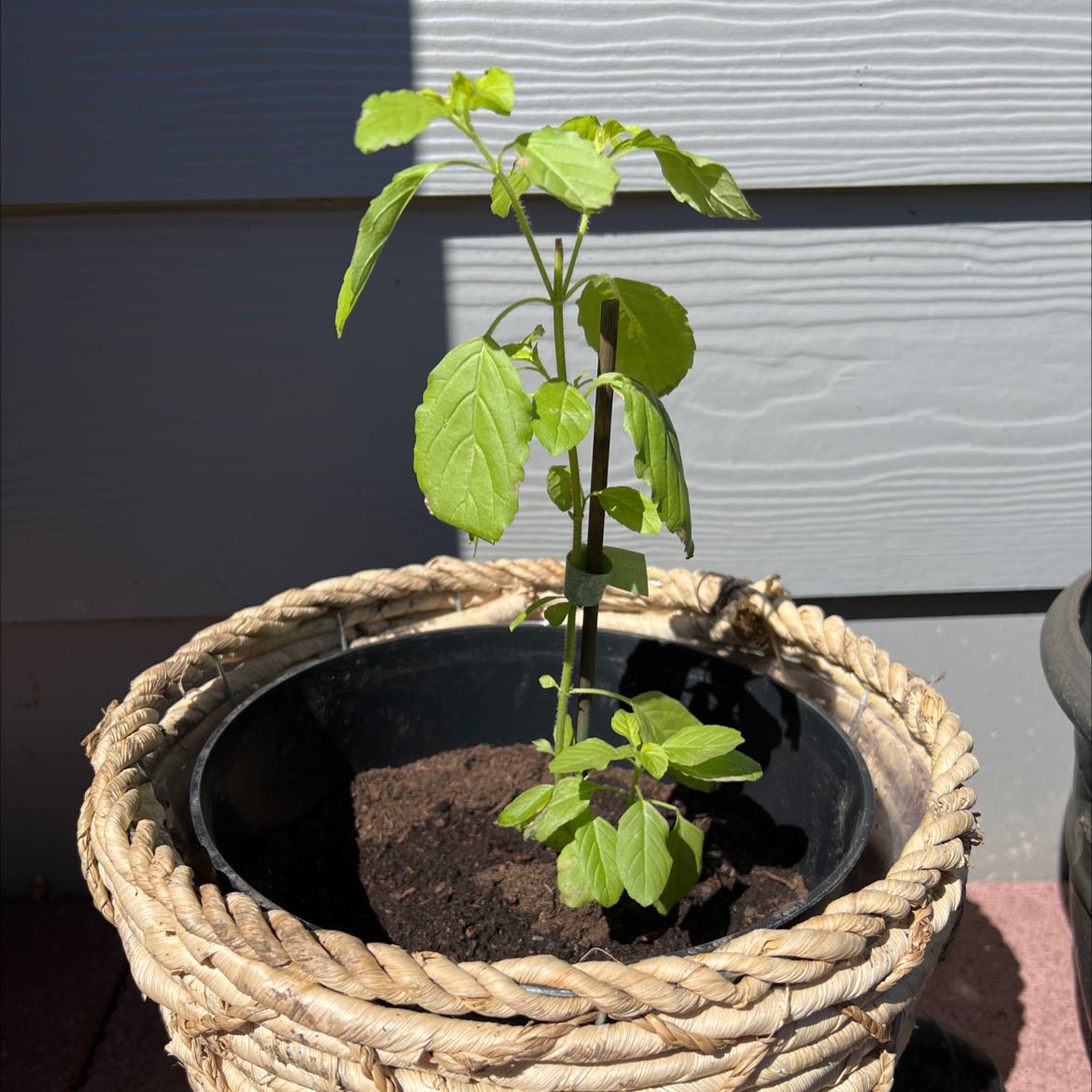 A healthy young Holy Basil (Tulsi) plant in a woven basket pot with visible soil.