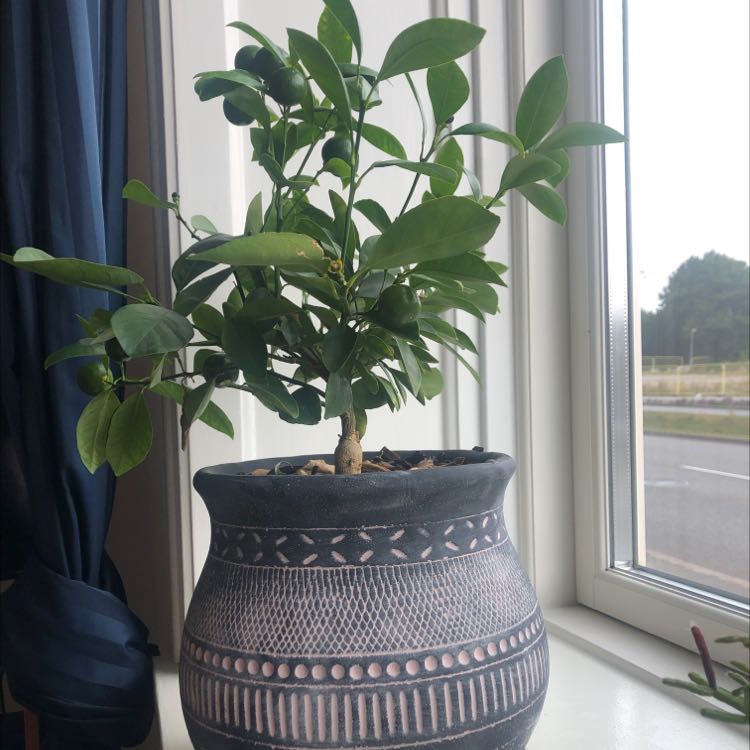 Potted Calamondin plant on a windowsill with healthy green leaves.