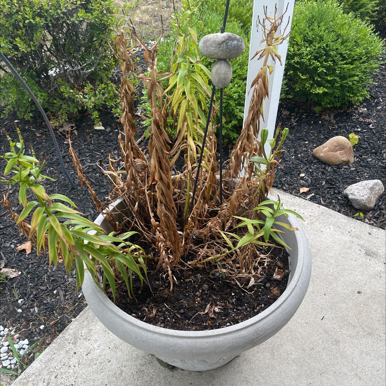 Your plant