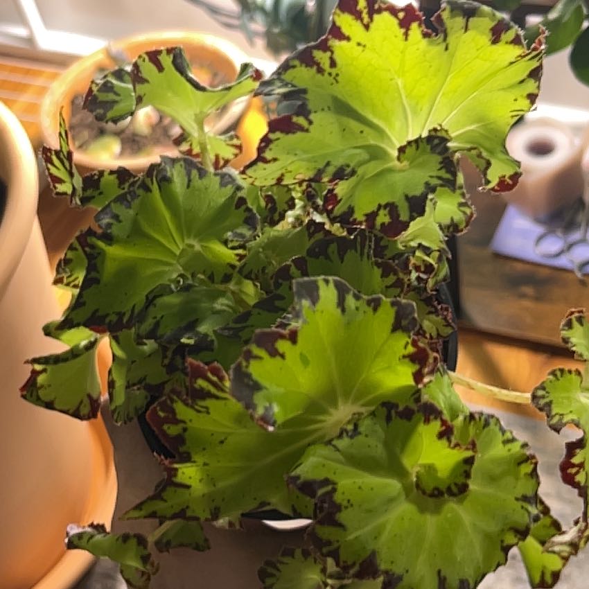 Photo of the plant species Rex Begonia Jive by @YesRedclaws named BeeGee on Greg, the plant care app