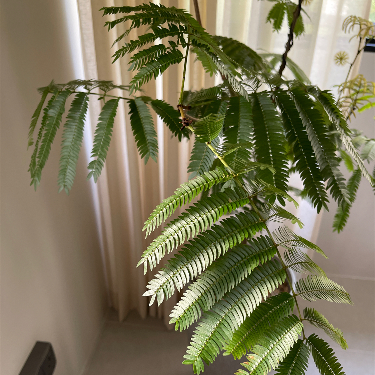 Everfresh Tree with green, fern-like leaves in a well-lit room.
