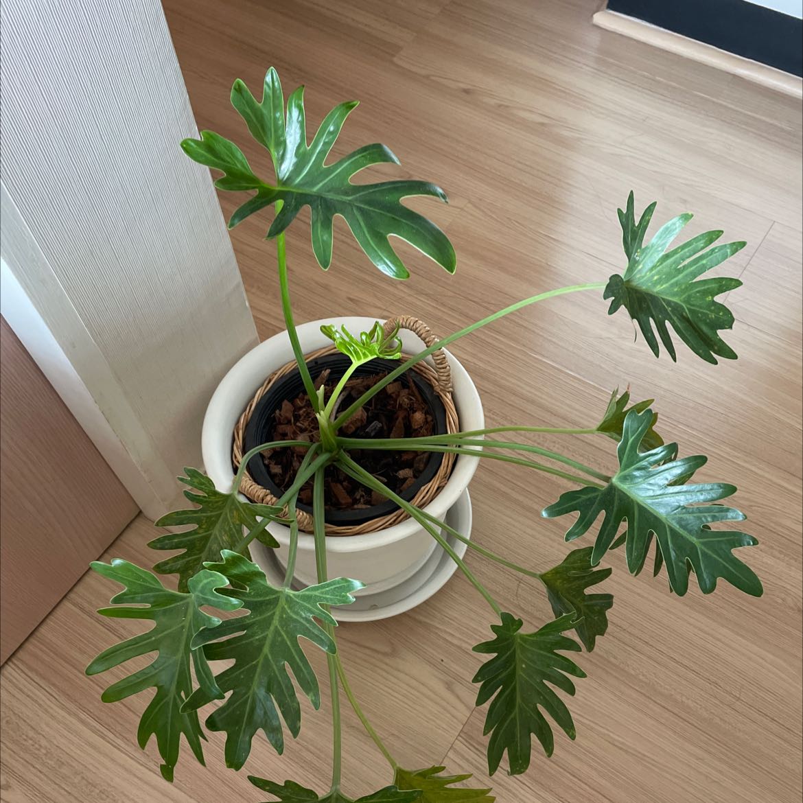 Photo of the plant species Philodendron Xanadu by @BiggestSkyplant named Darwin on Greg, the plant care app