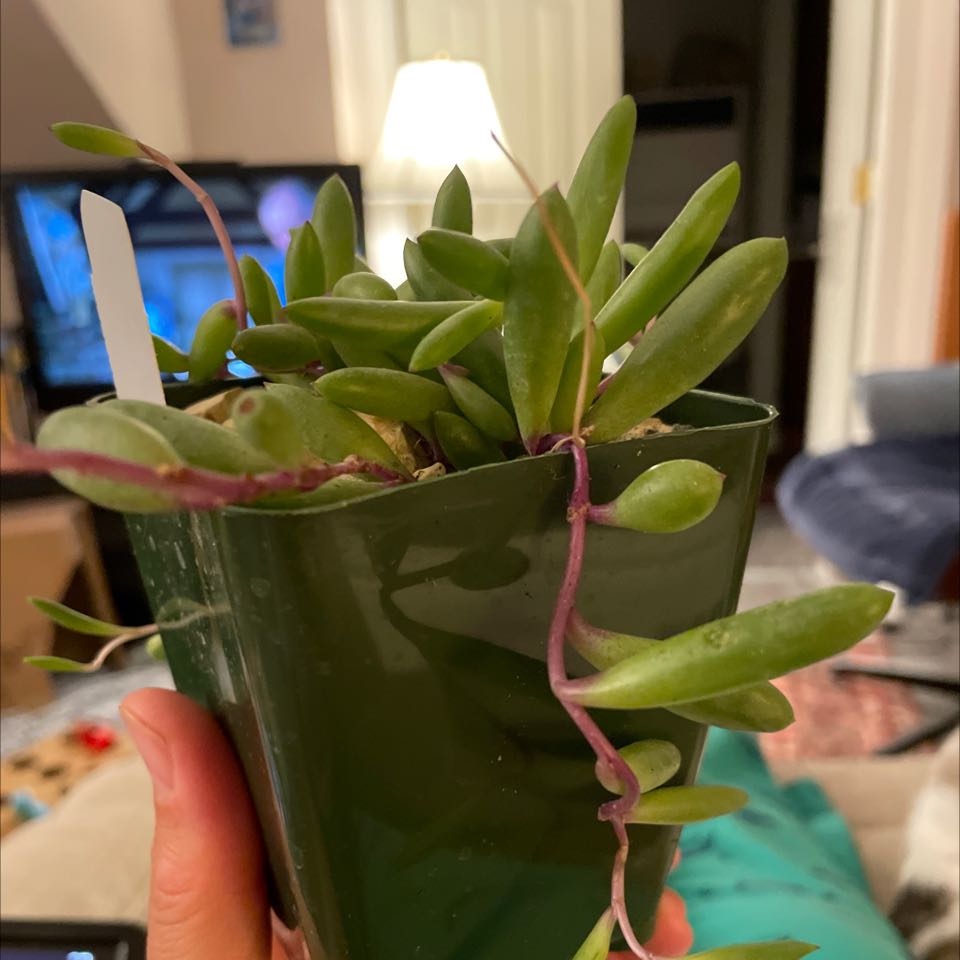 Potted String of Rubies plant with green leaves and purple stems, held by a hand.