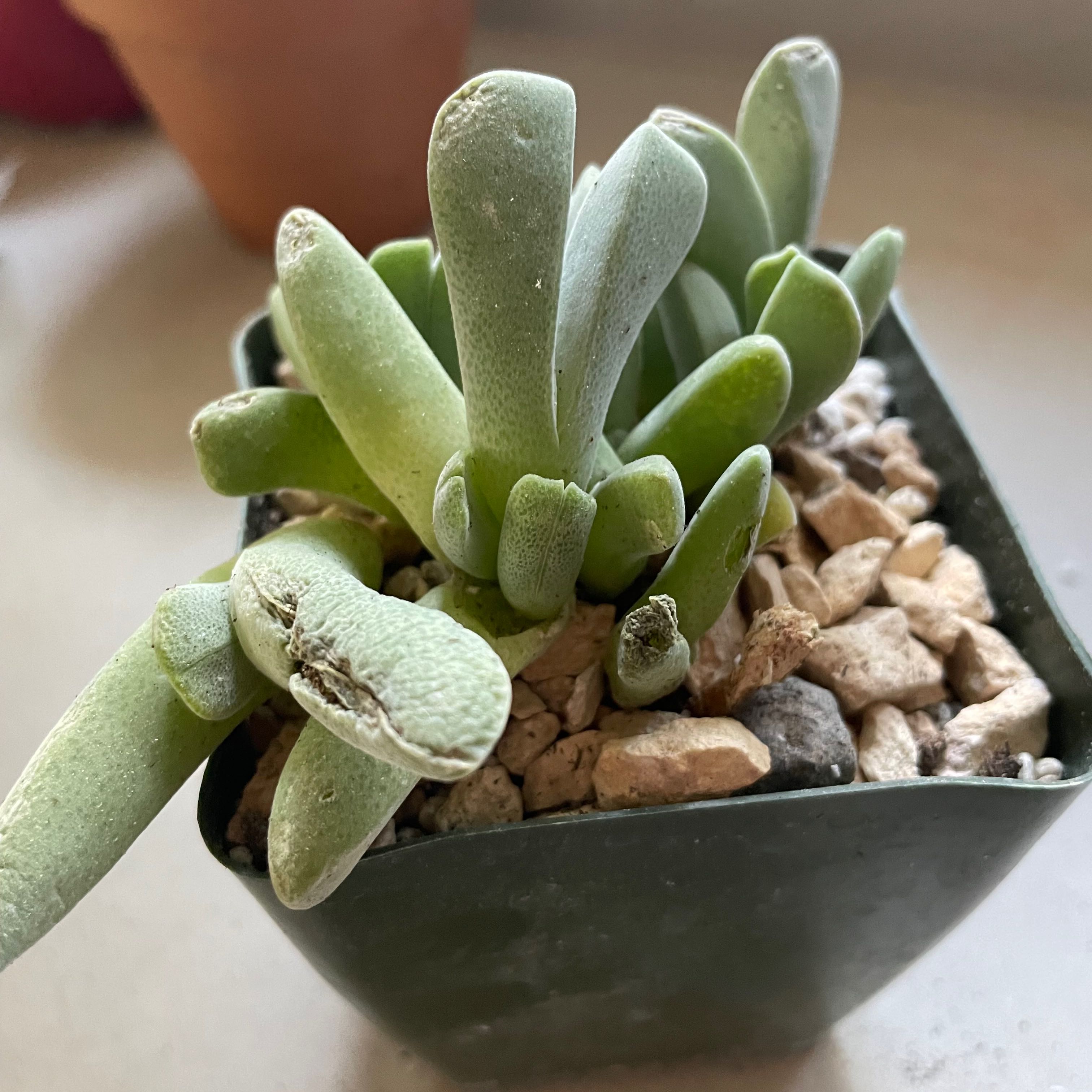 Photo of the plant species Lobster Claws by @PromptLightwood named Cheri on Greg, the plant care app