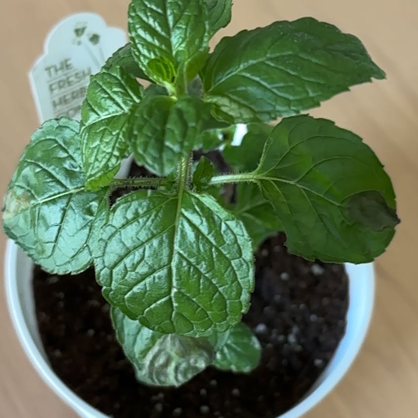 Photo of the plant species Berries and Cream Mint by Maya named little lad on Greg, the plant care app