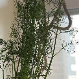 Photo of the plant species Dill by Maya named Sproutacus on Greg, the plant care app