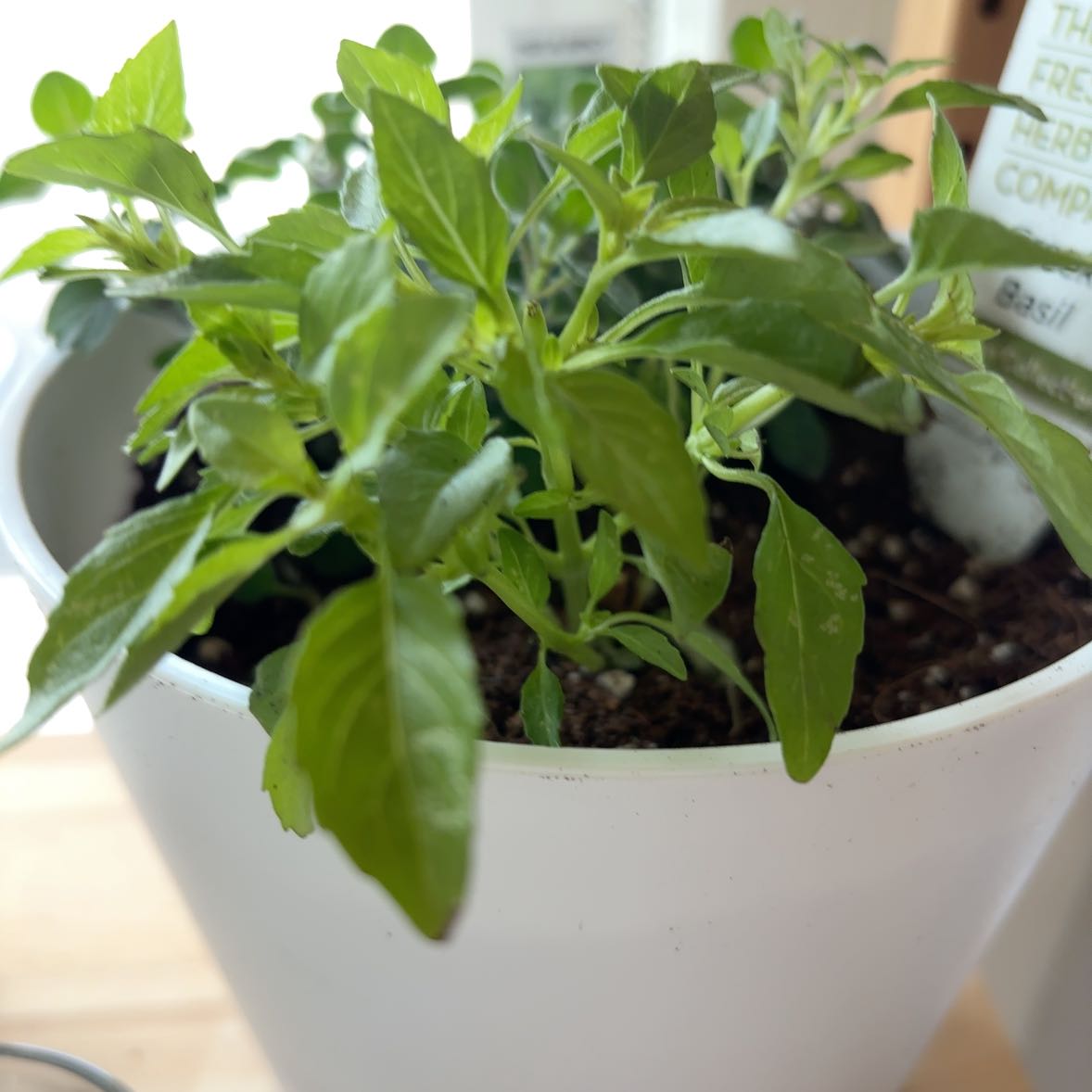Photo of the plant species Greek Bush Basil by Maya named Grips on Greg, the plant care app